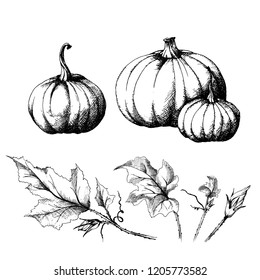 Pumpkin big and small, hand drawn sketch, vector with a set of separate leaves. All objects are isolated. Harvest festival collection, autumn illustration. 