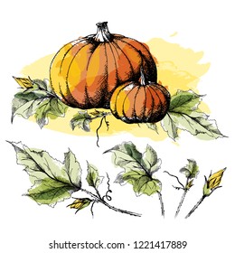 Pumpkin big and small, hand drawn sketch, vector with a set of separate leaves. All objects are isolated. Harvest festival collection, autumn illustration. Watercolor blob imitation.