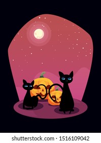pumpkin with black cat in scene of halloween