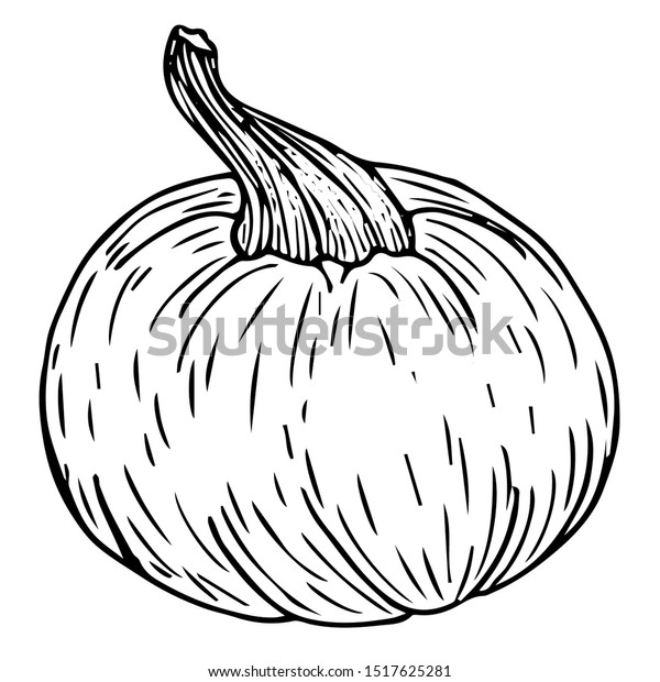 Pumpkin Black Line Sketch Isolated Vector Stock Vector (Royalty Free ...