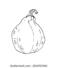 Pumpkin black outlined. Vector illustration, line graphics. Healthy food design. For cookbook, recipes, menu. 