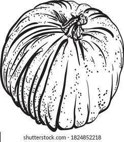 Calabaza. Ilustración vectorial dibujada a mano botánica. arte de línea blanca y negra