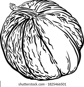 Pumpkin. Botanical hand drawn vector illustration. black and white line art