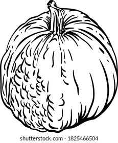 Pumpkin. Botanical hand drawn vector illustration. Black and white line art