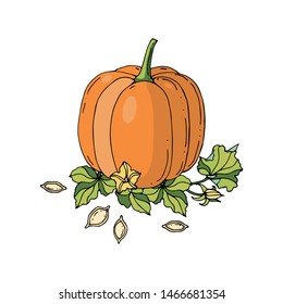 Pumpkin bouquet vector colored composition