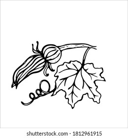 Pumpkin bud. Sketch style hand drawn elements. Stock outline vector illustration, isolated on white background.