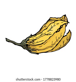 Calabaza Bud. Ilustración de color vectorial de un dibujo a mano con un contorno negro sobre un fondo blanco.