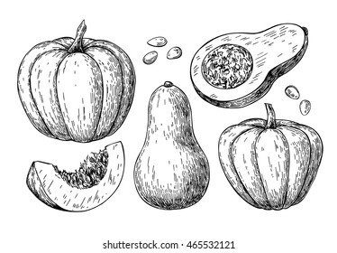 Pumpkin and butternut squash vector drawing set. Isolated hand drawn object with sliced piece and seeds. Vegetable engraved style illustration. Detailed vegetarian food sketch. Farm market product.