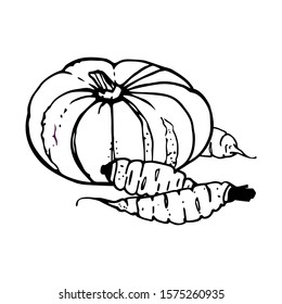 Pumpkin and carrots line art. Traditional hand drawing. Cartoon style. Black outline isolated on white background. Stock vector image.