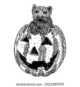 Pumpkin with cat inside, smiling, symbol of harvest and Halloween season. Witch familiar as a cat for decoration. Holiday Autumn festive drawing. Hand drawing sketch for celebration of fall. Vector.