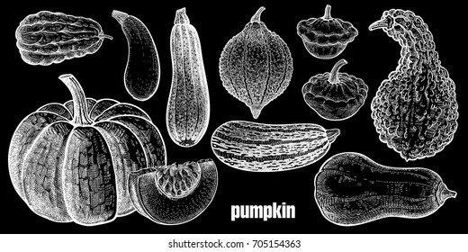 Pumpkin. Chayote, Squash, Zucchini, Hubbard squash, Bush pumpkin, Crookneck, Butternut. Hand drawing. Vector art illustration. White chalk on black board. Vintage engraving vegetables. Kitchen design