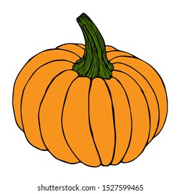 Pumpkin in color sketch black line isolated on white background vector illustration for decoration and design