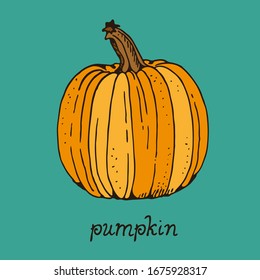 Dibujo vectorial en color de calabaza, ilustración dibujada a mano aislada en fondo verde