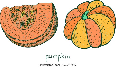 Pumpkin colorful sketch. Hand drawn autumn food illustration. Cute vegetable drawing. Vector artwork.