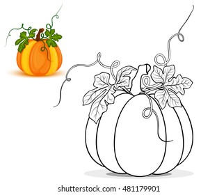 Pumpkin For Coloring Book Vector