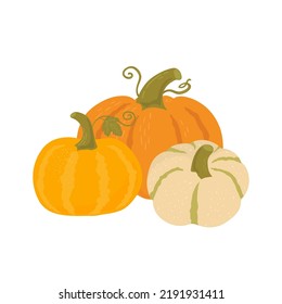 Pumpkin Comosition Hand Draw Vector Illustration. Agricultural Produce Various Shape. Autumn Vegetables On White Background. Organic Food. Fall Harvest Gourds