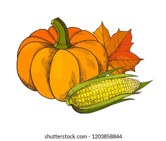 Pumpkin and corn with leaves and seeds, maize vegetable autumn harvesting vector. Seasonal harvest and maple foliage, defoliation and uncooked meal