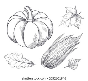 Pumpkin and corn with seeds and leaves monochrome sketches outline set vector. Vegetables harvesting period in autumn. Maize and foliage frondage
