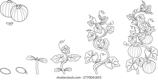 Pumpkin ( Cucurbita pepo ) life cycle coloring page for kids, botanical educational vector
