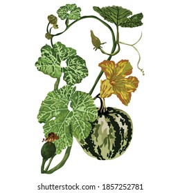A pumpkin is a cultivar of winter squash that is round with smooth, slightly ribbed skin, and is most often deep yellow to orange in coloration. The thick shell contains the seeds and pulp.