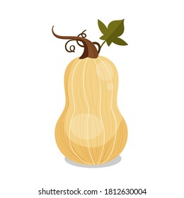 Pumpkin with curly stem and leaf. Vector illustration of thanksgiving or halloween pumpkin