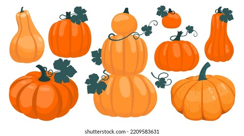 Pumpkin with cuttings and leaves set. Illustrated vector element.
