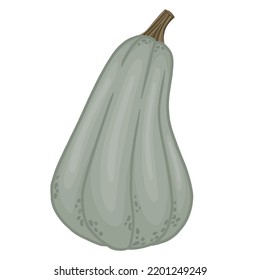 Pumpkin, detailed vegetable. Vector art.