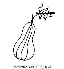Pumpkin in doodle style on isolated white background. Thanksgiving Day, Halloween pumpkin icon. Vector autumn illustration. Decoration element. Vegetarian product. Black outline hand drawn.
