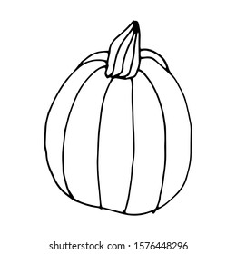 Pumpkin in doodle style on isolated white background. Thanksgiving Day, Halloween pumpkin icon. Vector autumn illustration. Decoration element. Vegetarian product. Black outline hand drawn.