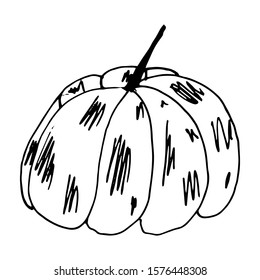 Pumpkin in doodle style on isolated white background. Thanksgiving Day, Halloween pumpkin icon. Vector autumn illustration. Decoration element. Vegetarian product. Black outline hand drawn.