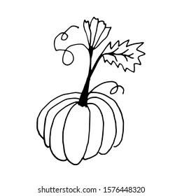 Pumpkin in doodle style on isolated white background. Thanksgiving Day, Halloween pumpkin icon. Vector autumn illustration. Decoration element. Vegetarian product. Black outline hand drawn.
