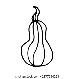Ilustración vectorial de estilo doodle de calabaza aislada en fondo blanco. Hortalizas de gasa dibujadas a mano