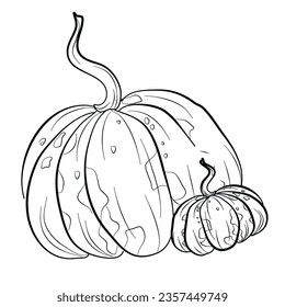 pumpkin drawing doodle freehand vector illustration