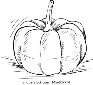Pumpkin drawing, illustration, vector on white background