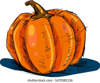 Pumpkin drawing, illustration, vector on white background.