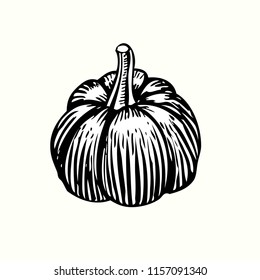 Pumpkin. Drawing Pumpkin isolated on white background. Vector illustration.