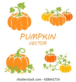 Pumpkin in flat style.  Vegetable from the farm. Organic food. Vector illustration. Pumpkin on white background