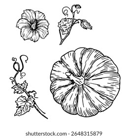 Pumpkin, pumpkin flower and twig with green leaves, set, black and white sketch. Vector illustration. Traditional decorative element for Halloween, isolated on background. Pumpkins for Thanksgiving