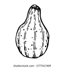 Pumpkin in the form of a pear with stripes.  Vector illustration of a hand-drawn outline on a white background, Doodle.