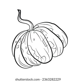 pumpkin freehand drawing coloring book vector