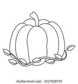 Pumpkin fresh vegetable