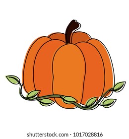 Pumpkin fresh vegetable