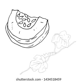 Pumpkin fruit and branch with leaves. Vector illustration.