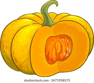 Pumpkin Fruit Colored Detailed Illustration