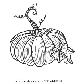 Pumpkin fruit sketch engraving vector illustration. Scratch board style imitation. Black and white hand drawn image.