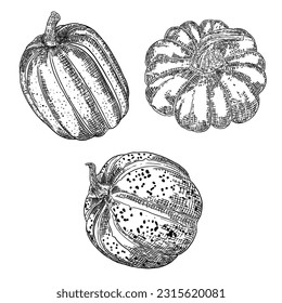 Pumpkin or gourd hand drawing sketch set. Halloween harvest illustration for decoration during October seasonal holidays Thanksgiving day and Family day. Symbol of Autumn. Vector.