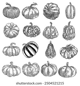 Pumpkin or gourd hand drawing sketch set. Halloween harvest illustration for decoration during October seasonal holidays Thanksgiving day and Family day. Symbol of Autumn. Vector.