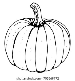 Pumpkin graphic vector illustration isolated on background, hand drawn engraving vintage sketch, food ingredient for cooking restaurant menu, cafe, symbol autumn holiday