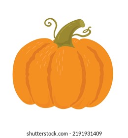 Pumpkin hand draw  vector illustration. Seasonal vegetable isolated on white background. 
Vegan food