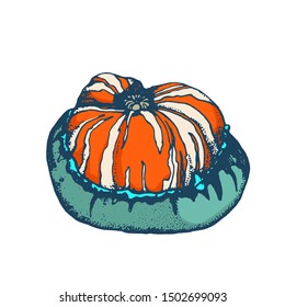 pumpkin hand drawing color, vector illustration, isolated